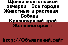 Щенки монгольской овчарки - Все города Животные и растения » Собаки   . Красноярский край,Железногорск г.